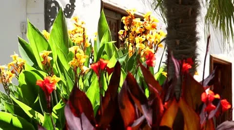 Flowers In a Park Stock Footage 11336875