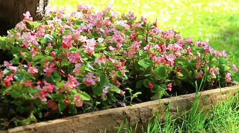 Flowers in park Stock-Footage 33387065