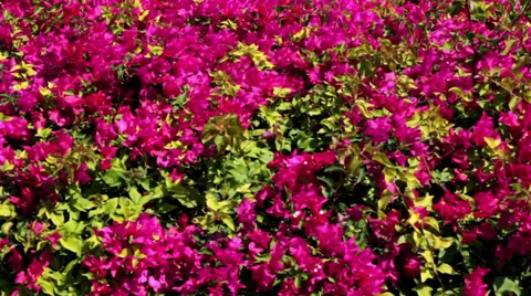 Flowers in the Park Stock-Footage 36769959