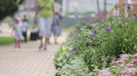 Flowers in the Park Stock-Footage 41391726