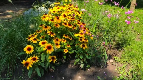 Flowers in a park Stock Footage 113356224