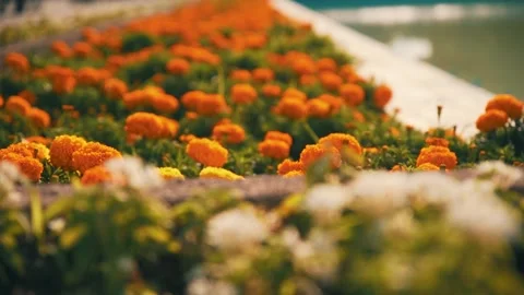 Flowers in the park Video stock 229860110