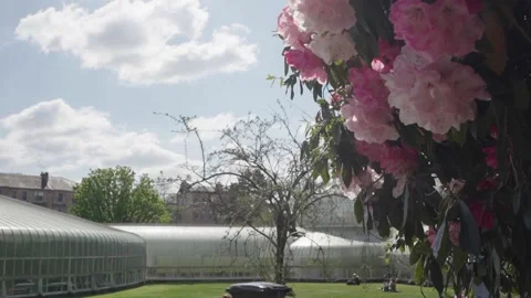 Flowers in a park Stock Footage 231432301