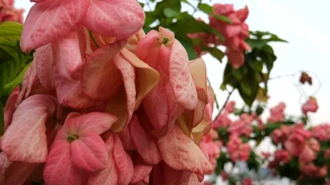 Flowers in the park Stock Footage 246855096