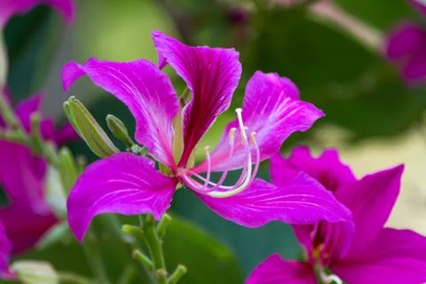 Flowers in the park Stock Photos