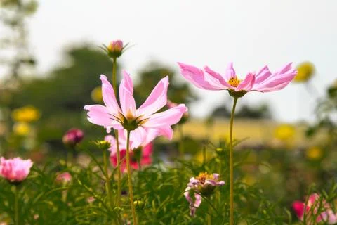 Flowers in the park Stock Photos