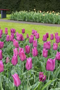 Flowers in a park Stock Photos
