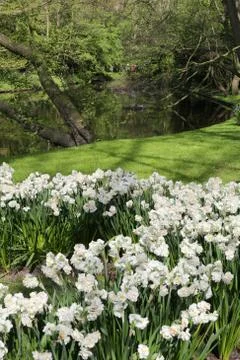 Flowers in a park Stock Photos