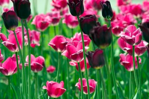 Flowers in the park Stock Photos