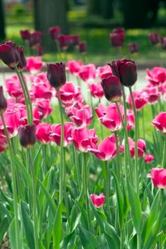 Flowers in the park Stock Photos
