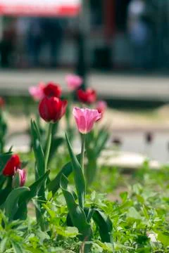 Flowers in the park Stock Photos