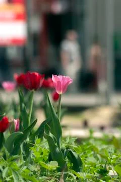 Flowers in the park Foto stock