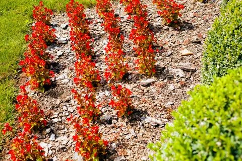 Flowers in the park Stock Photos