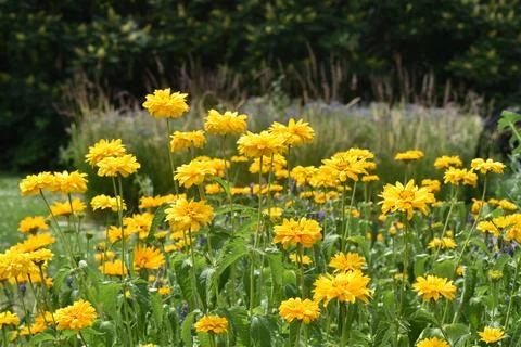 Flowers in the park in summer Stock Photos