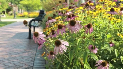 Flowers in park, video Video stock 78935349