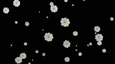 Flowers Particles Random, Flowers Particles Stock Footage 144200631