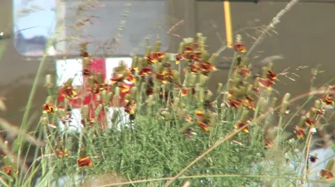 Flowers patch with a pull to Medivac Stock Footage 45519539