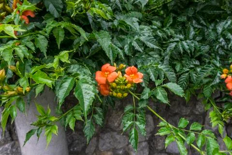 Flowers by the path Stock Photos