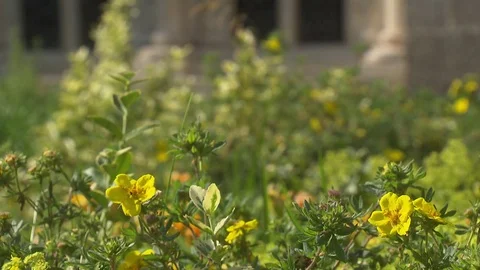 Flowers in the patio in a monastery Stock Footage 73696766