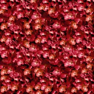  Flowers Pattern Collage in Warm Tones Elegant and fancy digital manipulat... Foto stock