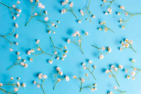 Flowers pattern composition. Spring concept. Gypsophila flowers on blue backg Foto stock