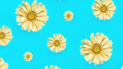 Flowers pattern. Golden Daisy flower on bright blue background Stock Footage 154548493