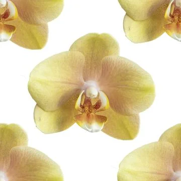 Flowers pattern. Stock Illustration