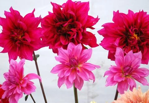 Flowers Pattern Stock Photos