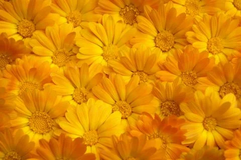 Flowers pattern Stock-Fotos