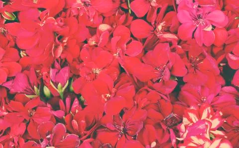 Flowers pattern Stock Photos