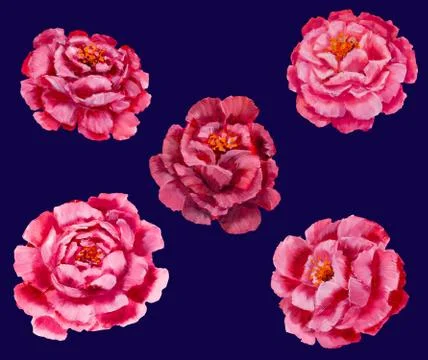 Flowers pattern - pink peonies, roses oil painting Stock-Illustration