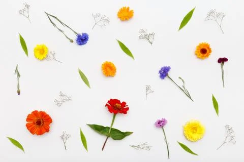 Flowers pattern on white background. Top view, flat lay Stock Photos