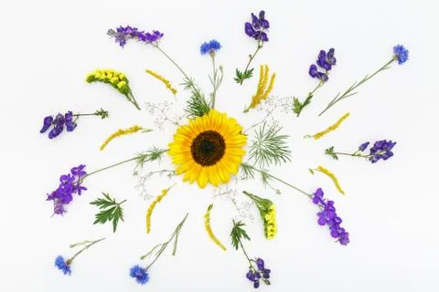 Flowers pattern on white background. Top view, flat lay Stock Photos