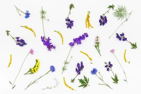 Flowers pattern on white background. Top view, flat lay Stock Photos