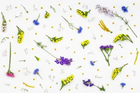 Flowers pattern on white background. Top view, flat lay Stock Photos