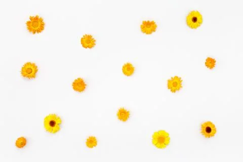 Flowers pattern on white background. Top view, flat lay Stock Photos