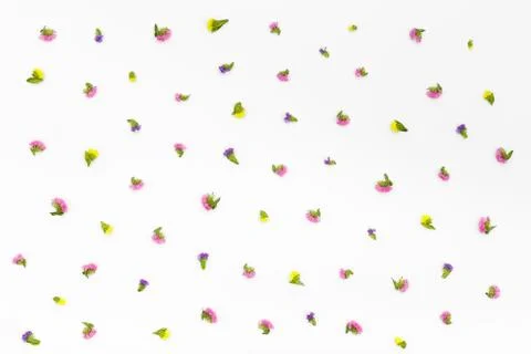 Flowers pattern on white background. Top view, flat lay Stock Photos
