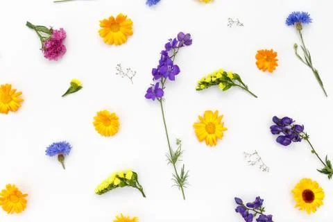 Flowers pattern on white background. Top view, flat lay Stock Photos