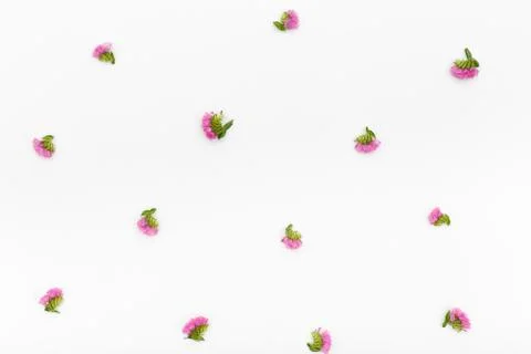 Flowers pattern on white background. Top view, flat lay Stock Photos