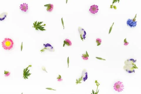 Flowers pattern on white background. Top view, flat lay Stock Photos