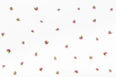 Flowers pattern on white background. Top view, flat lay Stock Photos