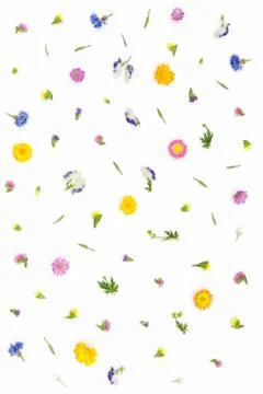 Flowers pattern on white background. Top view, flat lay Stock Photos