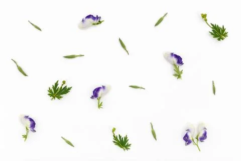 Flowers pattern on white background. Top view, flat lay Stock Photos