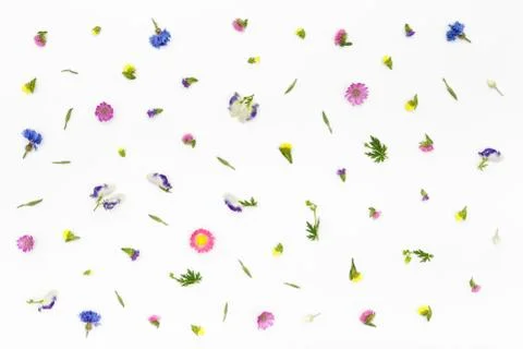 Flowers pattern on white background. Top view, flat lay Stock Photos