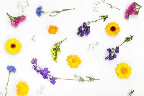 Flowers pattern on white background. Top view, flat lay Stock Photos