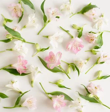 Flowers pattern on white background top view  Stock Photos