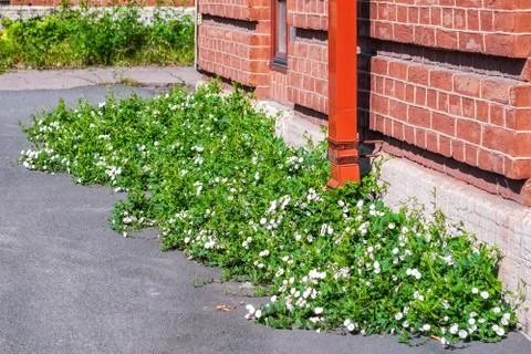 Flowers on the pavement. Stock Photos
