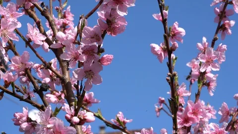 Flowers of peach Stock-Footage 126579145