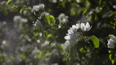 Flowers of pear tree are spraying by water in slow motion against blooming trees 스톡 동영상 75416950