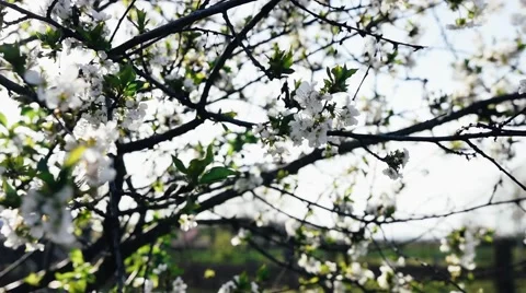 Flowers of pear tree Stock Footage 49285535